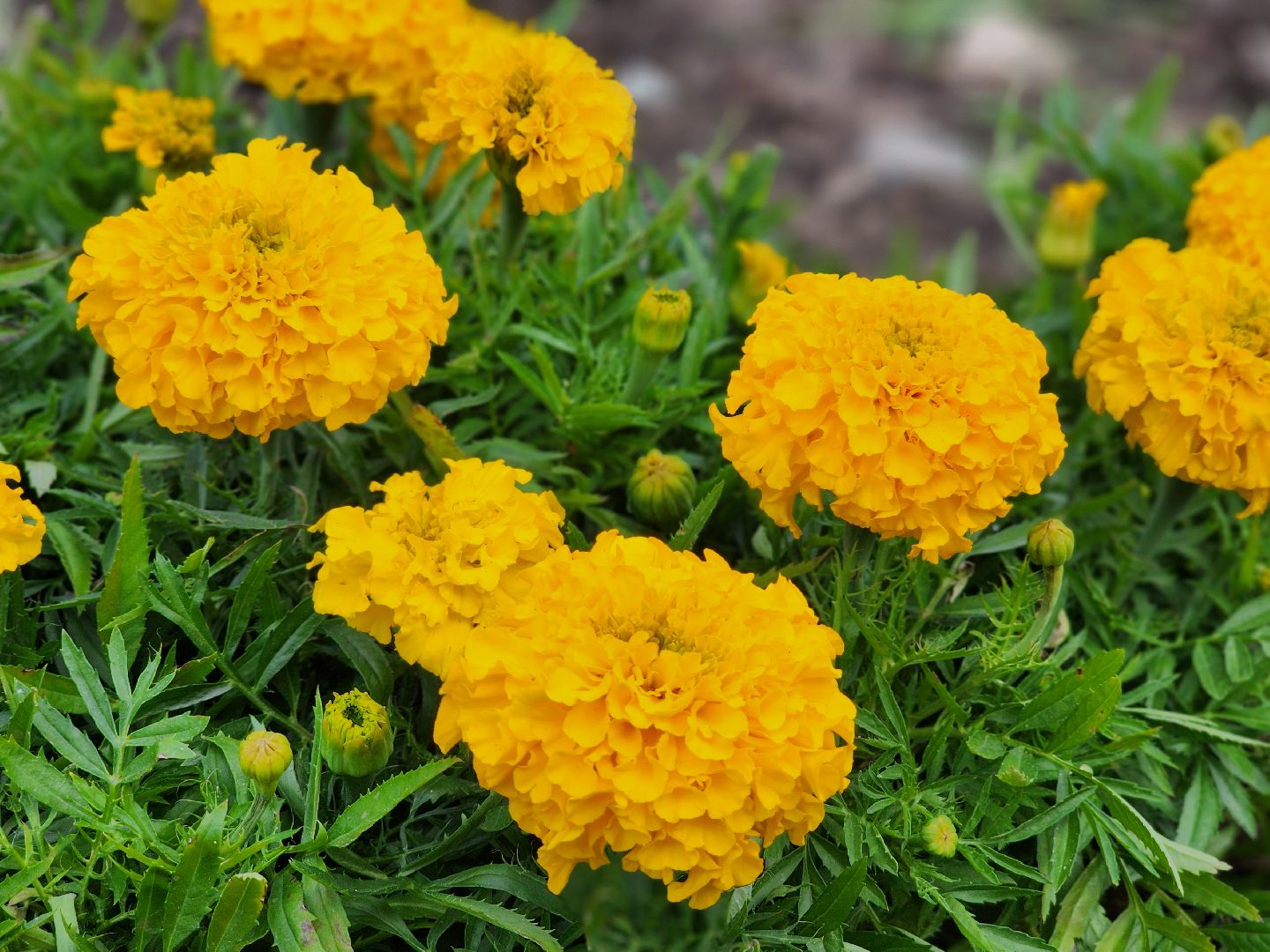 красноармейск, городской округ пушкинский, экологическая бригада, городские цветники,