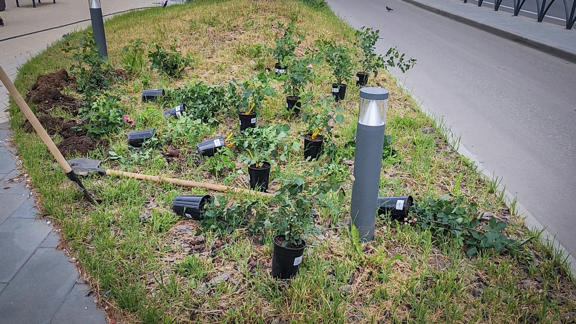 бронницы, союз Содействие женскому предпринимательству , Нежная клумба , новый цветник на площади имени Тимофеева ,