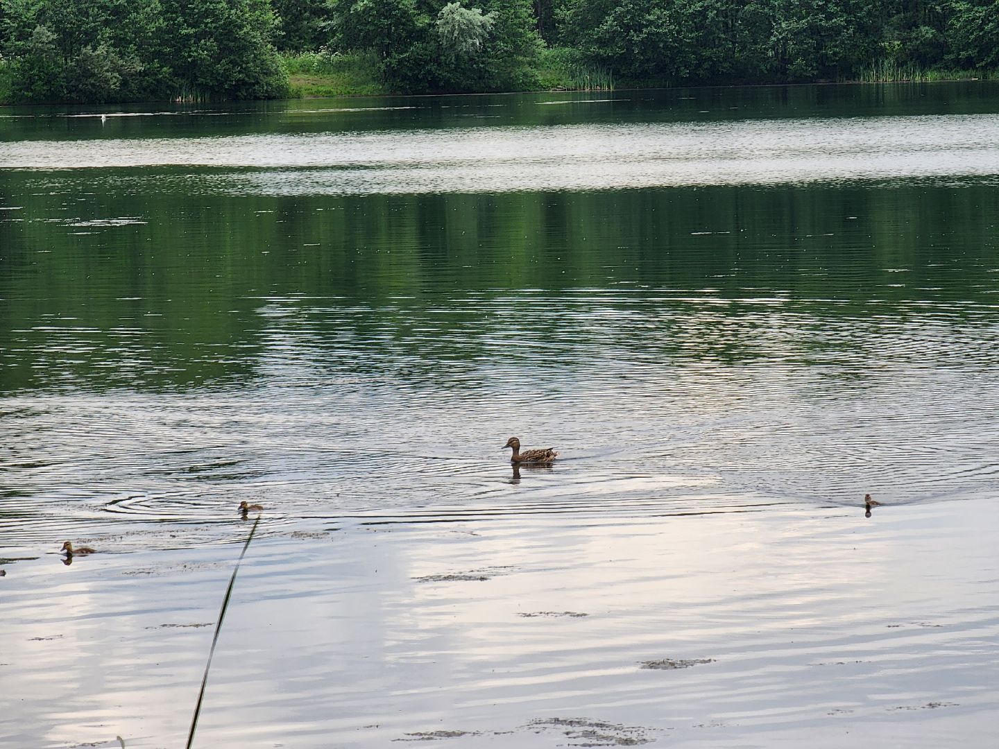 электросталь, жители, общество, очистка водоема, голосование, пруд, 100 прудов и озер,