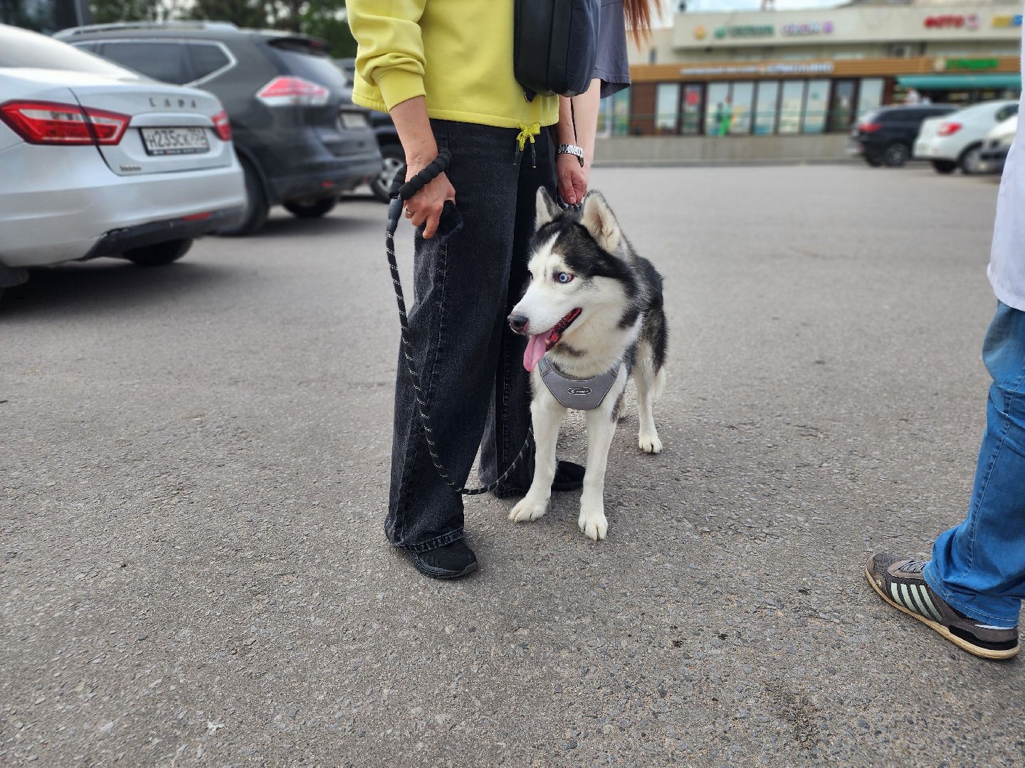 сергиев посад, бешенство, вакцинация, чипирование, терветуправление 2,