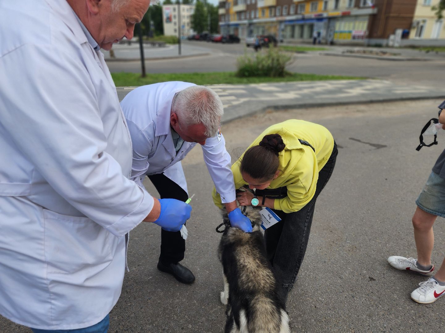 сергиев посад, бешенство, вакцинация, чипирование, терветуправление 2,