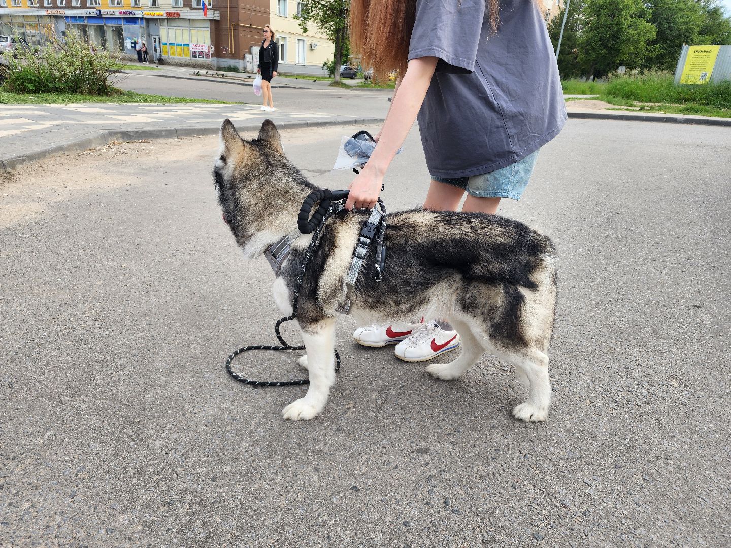 сергиев посад, бешенство, вакцинация, чипирование, терветуправление 2,