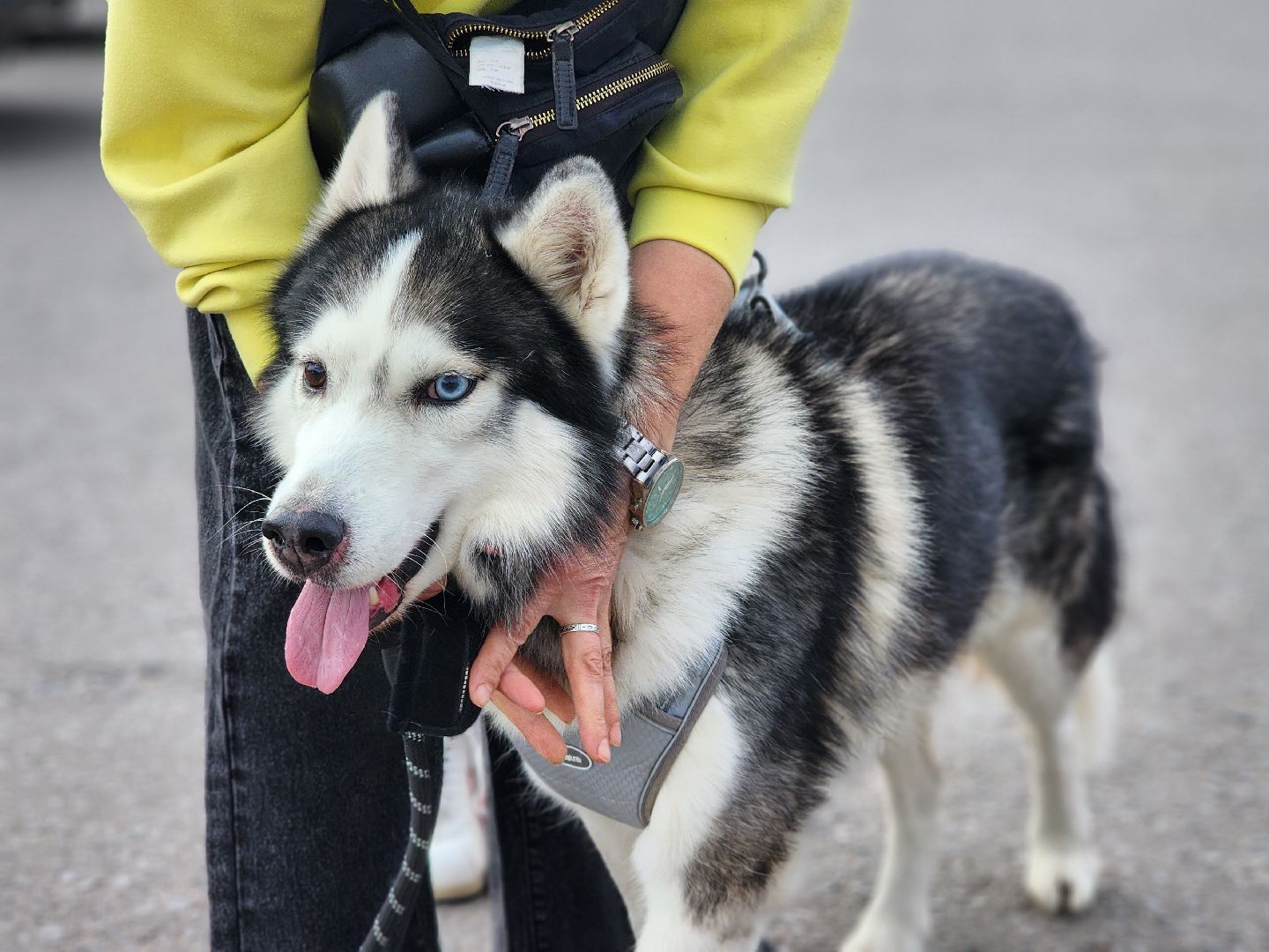 сергиев посад, бешенство, вакцинация, чипирование, терветуправление 2,