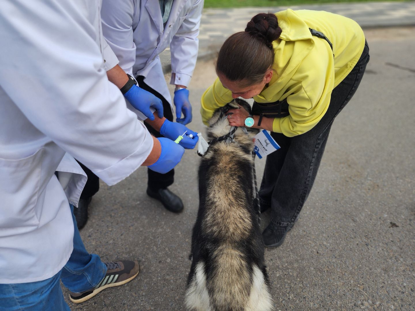сергиев посад, бешенство, вакцинация, чипирование, терветуправление 2,