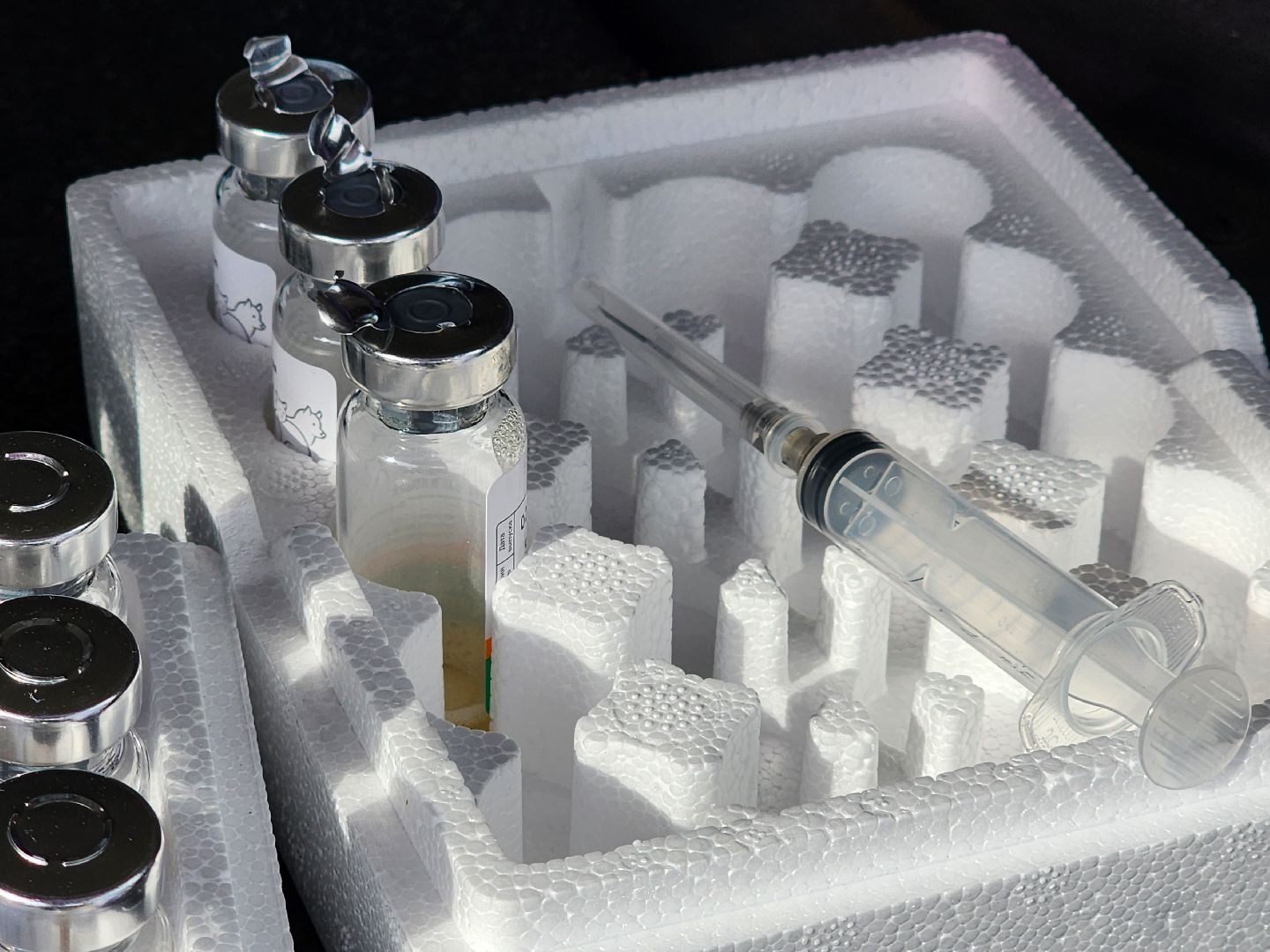 сергиев посад, бешенство, вакцинация, чипирование, терветуправление 2,