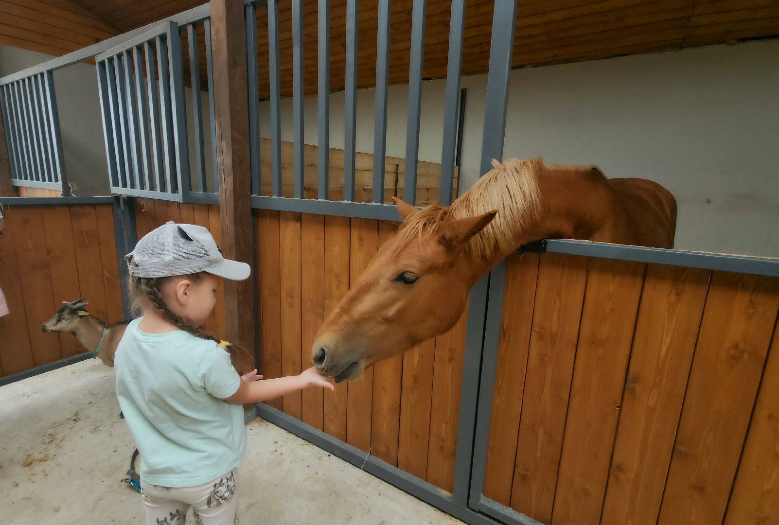 наро-фоминский городской округ, алексеевка, фермер, тахир джаппуев, агротуризм, семейные выходные,