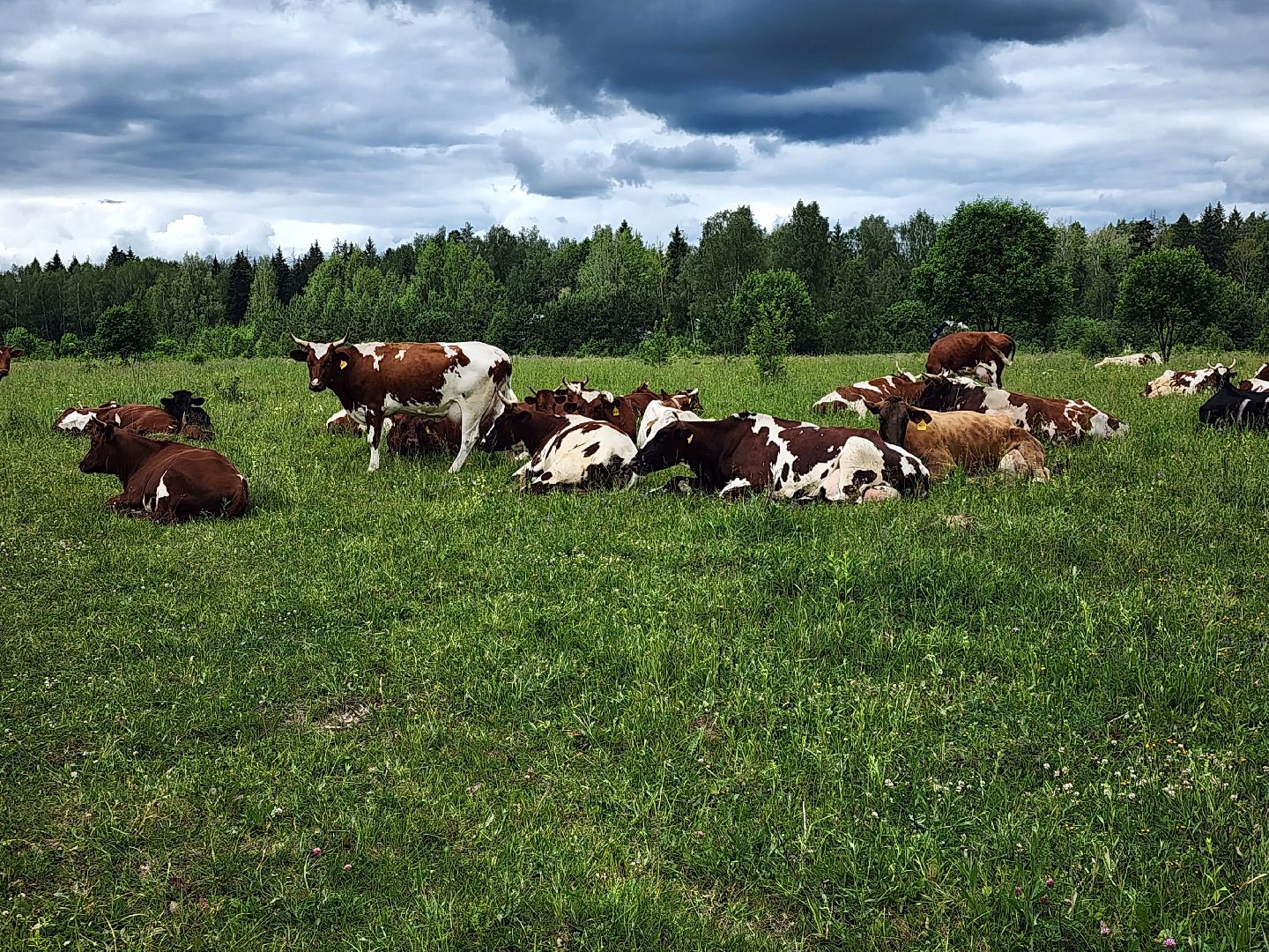 наро-фоминский городской округ, алексеевка, фермер, тахир джаппуев, агротуризм, семейные выходные,
