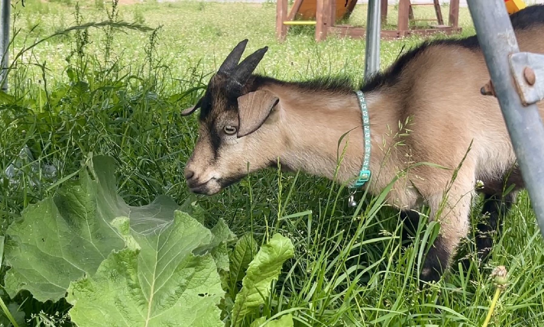 наро-фоминский городской округ, алексеевка, фермер, тахир джаппуев, агротуризм, семейные выходные,