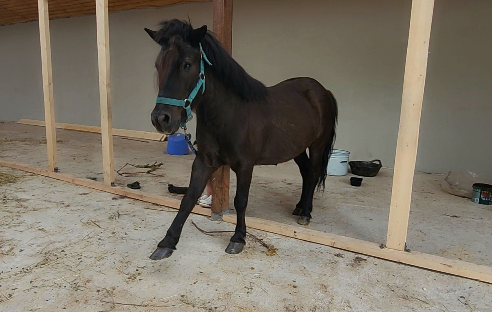 наро-фоминский городской округ, алексеевка, фермер, тахир джаппуев, агротуризм, семейные выходные,