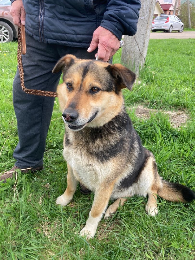 Солнечногорск, вакцинация, бешенство, домашние животные, профилактика