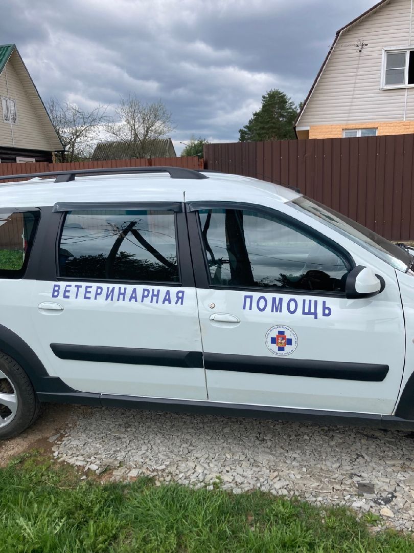 Солнечногорск, вакцинация, бешенство, домашние животные, профилактика