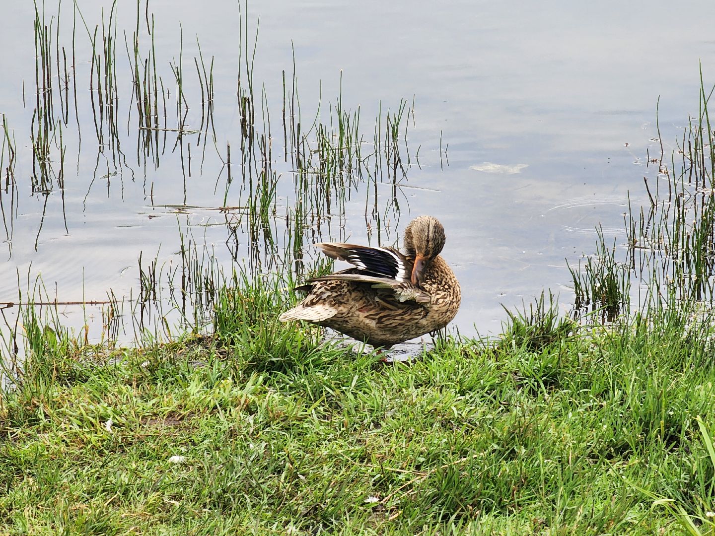 электросталь, день россии, праздник, парк, жители, общество,