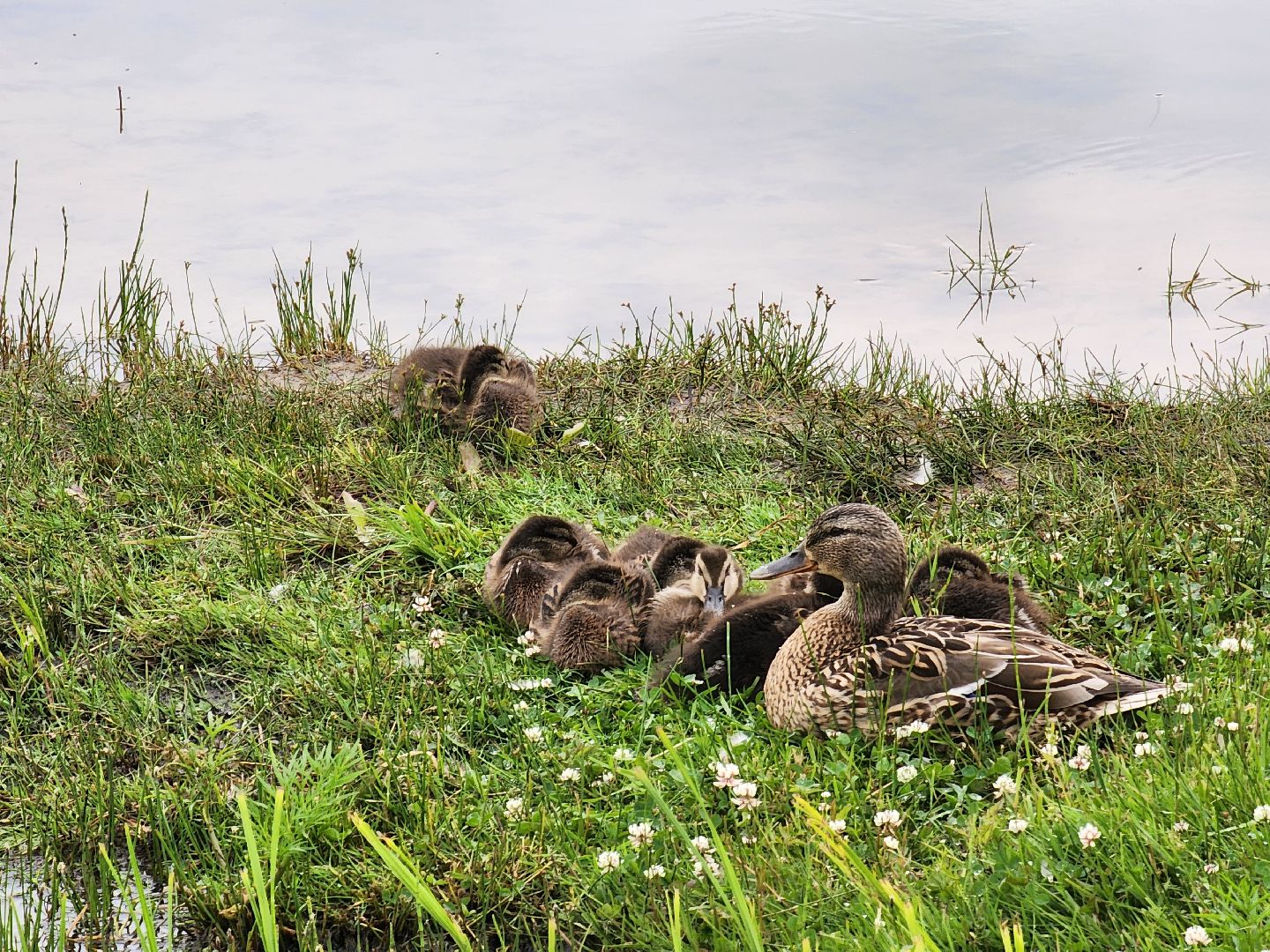 электросталь, день россии, праздник, парк, жители, общество,