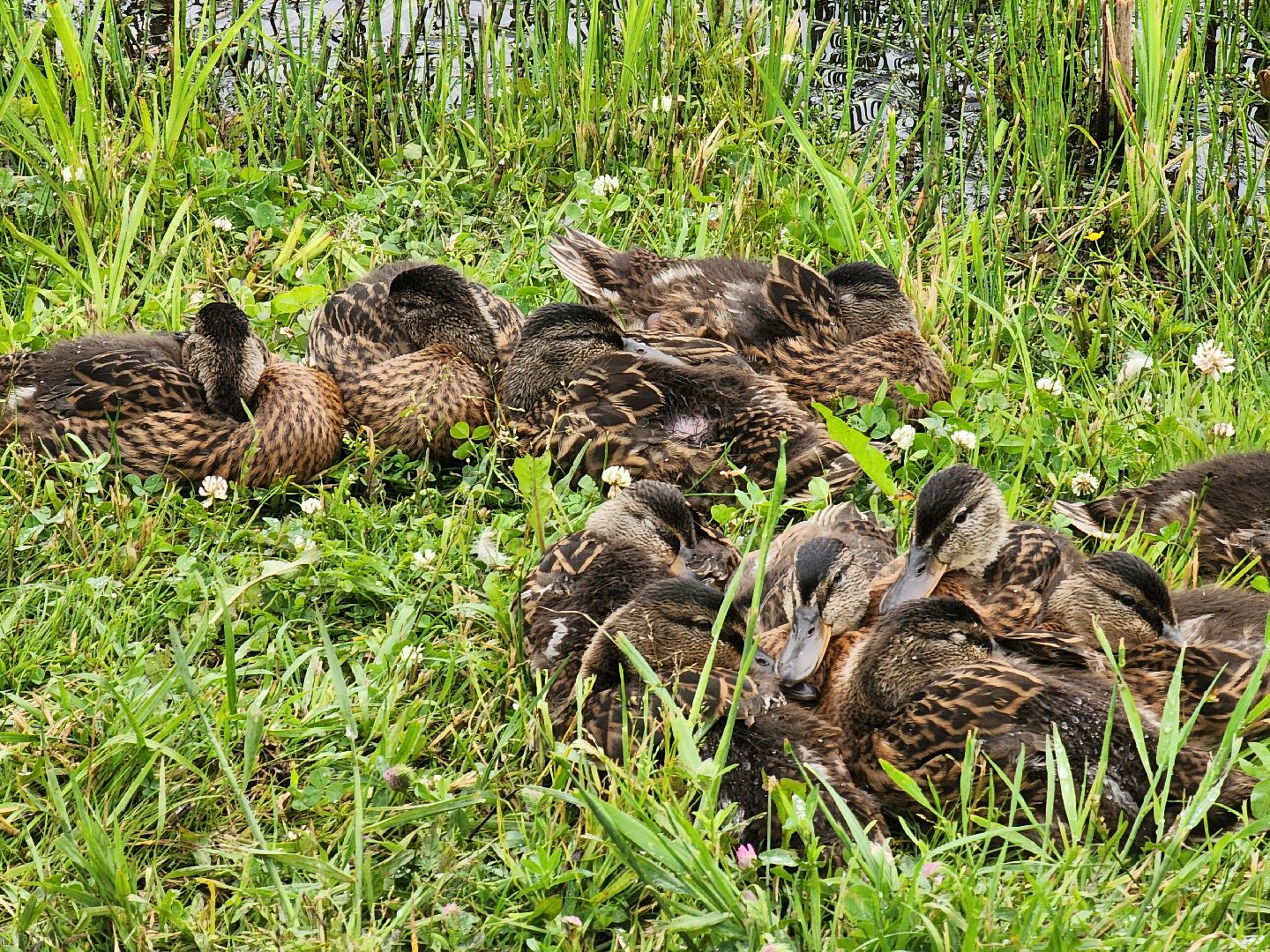 электросталь, день россии, праздник, парк, жители, общество,