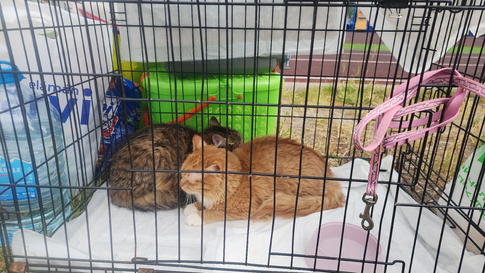 Общество , Акция, Выставка кошек и собак ,