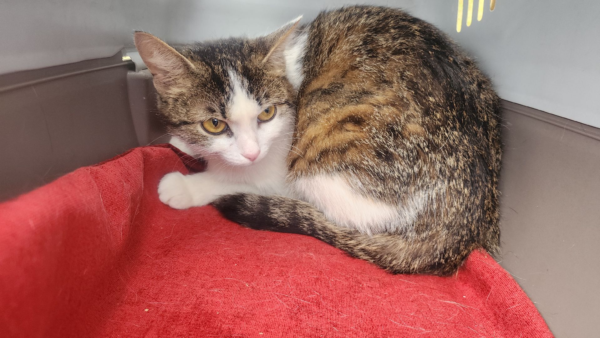 Общество , Акция, Выставка кошек и собак ,