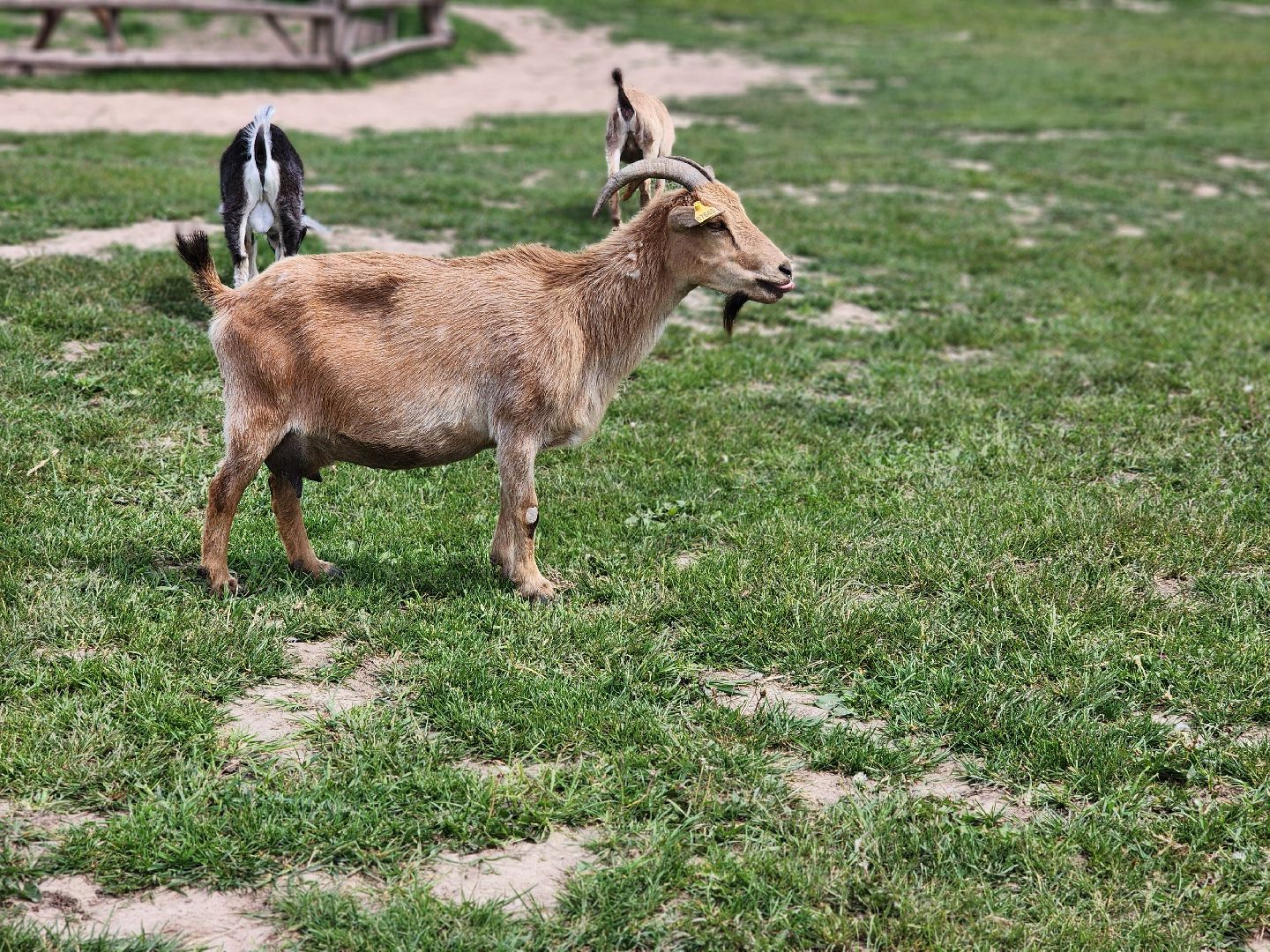 сергиево-посадский городской округ, абрамцевский колледж, колледж абрамцево, пленэр, студенты абрамцевского колледжа,кочевник, верблюжья ферма,