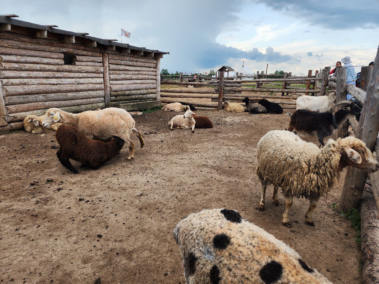сергиево-посадский городской округ, абрамцевский колледж, колледж абрамцево, пленэр, студенты абрамцевского колледжа,кочевник, верблюжья ферма,