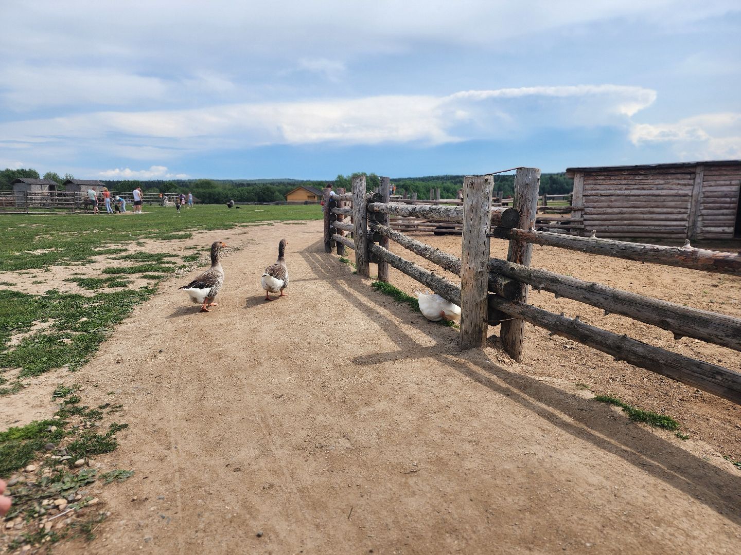 сергиево-посадский городской округ, абрамцевский колледж, колледж абрамцево, пленэр, студенты абрамцевского колледжа,кочевник, верблюжья ферма,