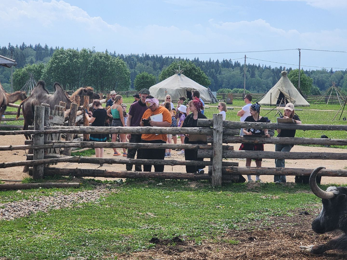 сергиево-посадский городской округ, абрамцевский колледж, колледж абрамцево, пленэр, студенты абрамцевского колледжа,кочевник, верблюжья ферма,