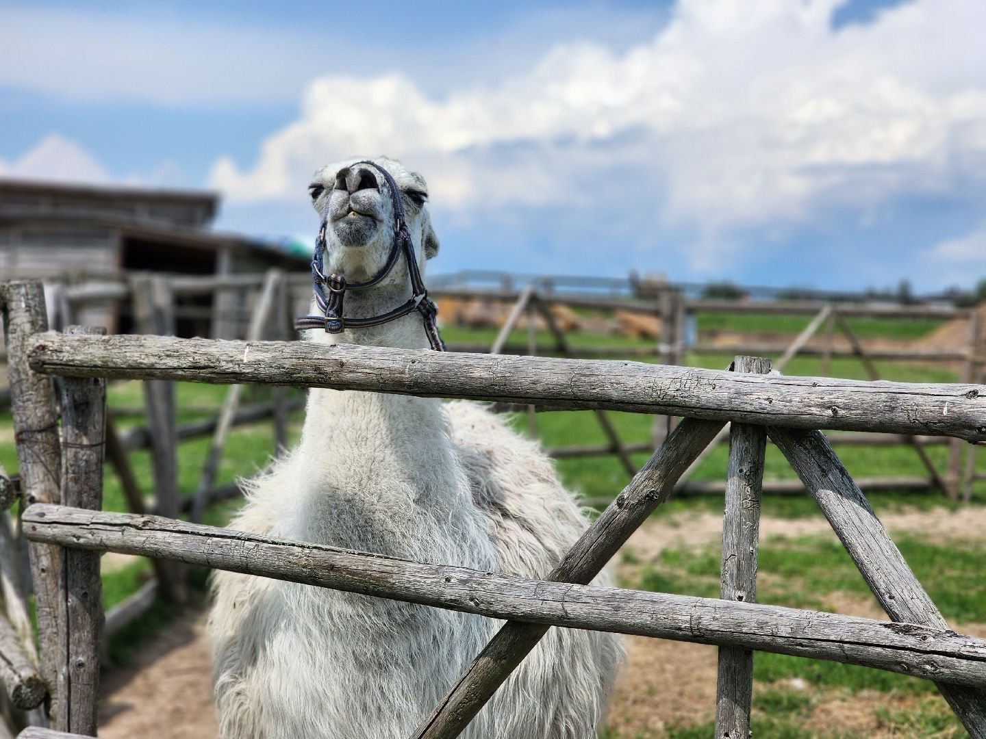 сергиево-посадский городской округ, абрамцевский колледж, колледж абрамцево, пленэр, студенты абрамцевского колледжа,кочевник, верблюжья ферма,