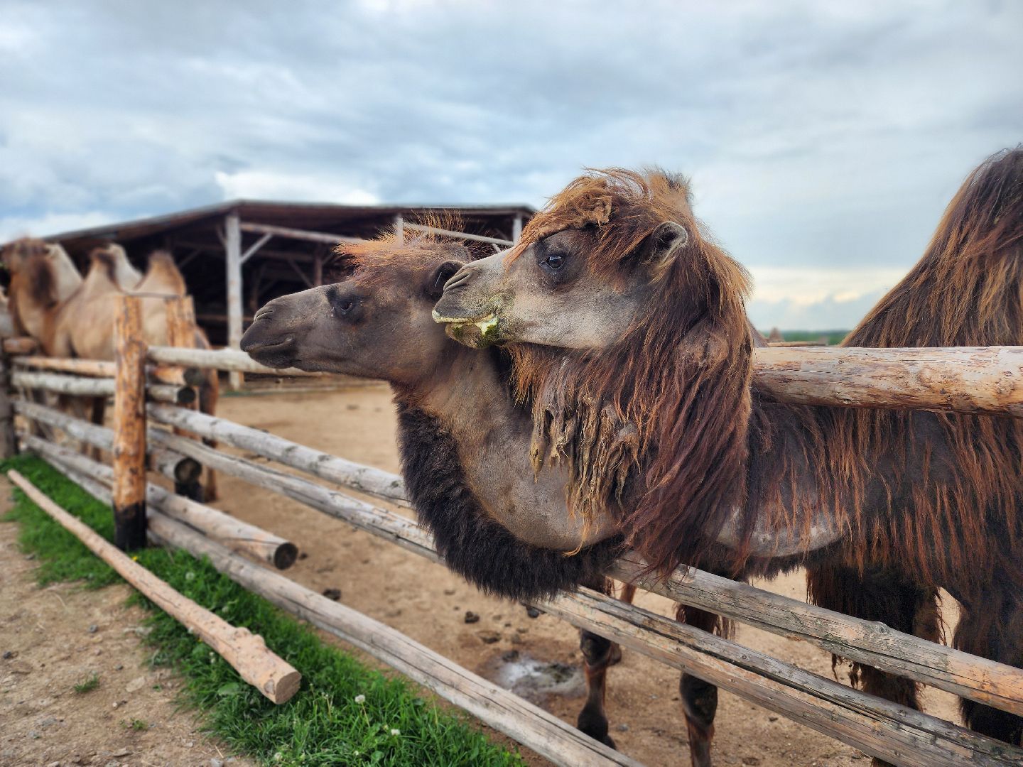 сергиево-посадский городской округ, абрамцевский колледж, колледж абрамцево, пленэр, студенты абрамцевского колледжа,кочевник, верблюжья ферма,