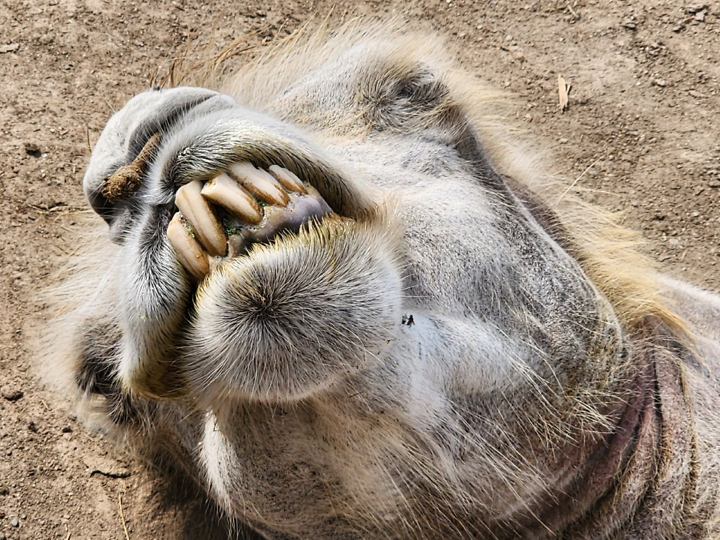 сергиево-посадский городской округ, абрамцевский колледж, колледж абрамцево, пленэр, студенты абрамцевского колледжа,кочевник, верблюжья ферма,