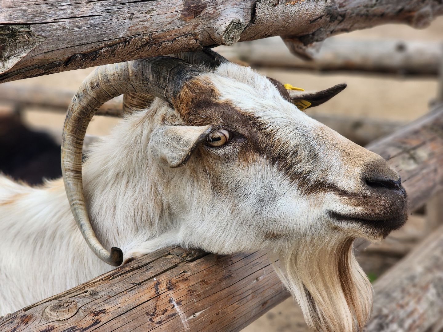 сергиево-посадский городской округ, абрамцевский колледж, колледж абрамцево, пленэр, студенты абрамцевского колледжа,кочевник, верблюжья ферма,