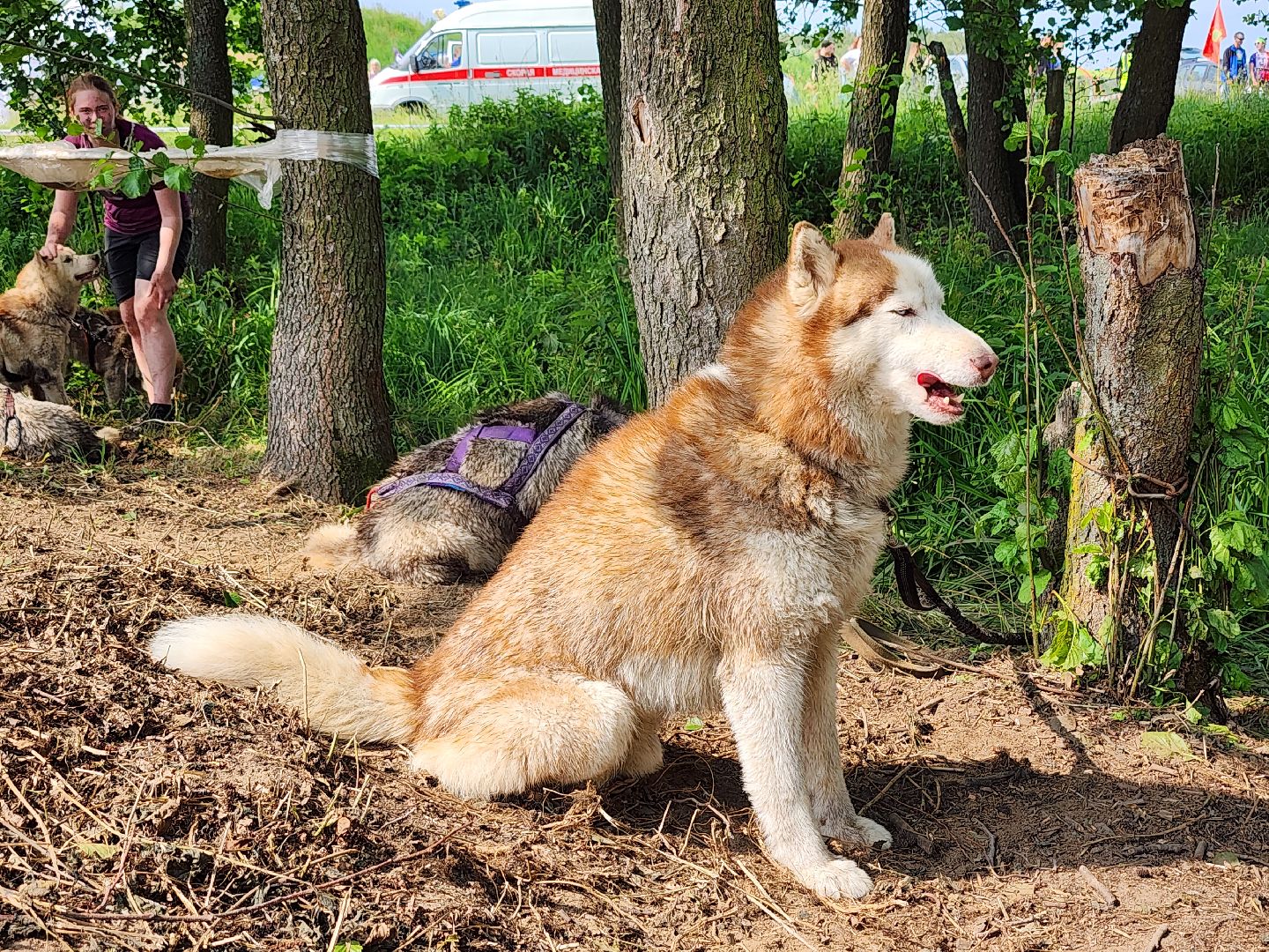 забег с собаками, crazy dog race,  хвостатый драйв, старая купавна, богородский городской округ,
