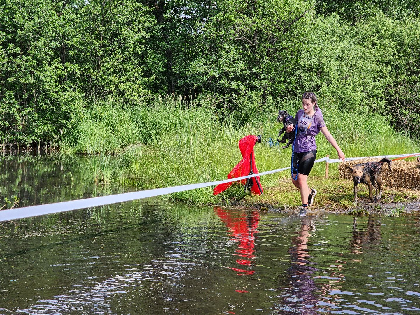 забег с собаками, crazy dog race,  хвостатый драйв, старая купавна, богородский городской округ,
