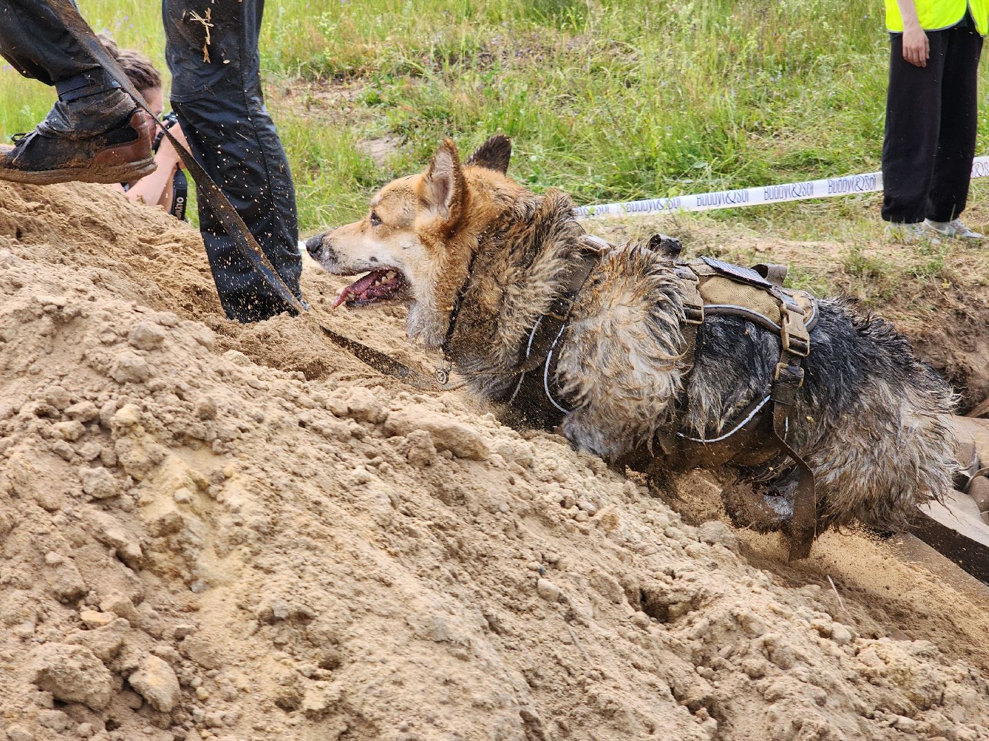 забег с собаками, crazy dog race,  хвостатый драйв, старая купавна, богородский городской округ,