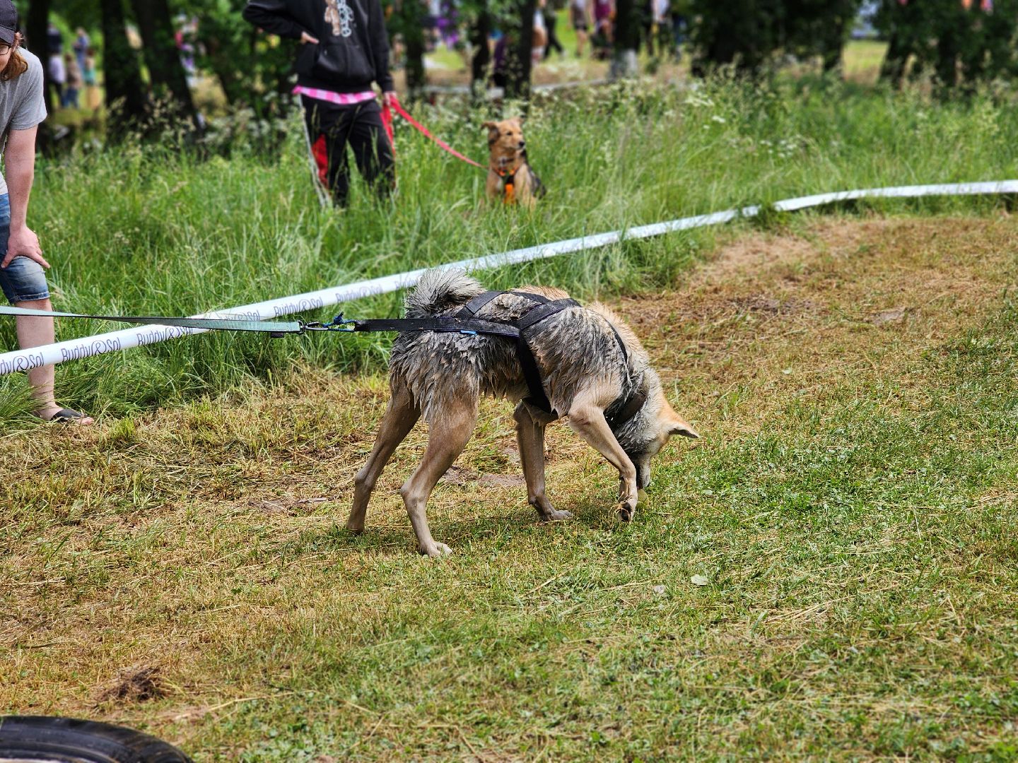 экстремальный забег с собаками, crazy dog race, хвостатый драйв, старая купавна, богородский городской округ,
