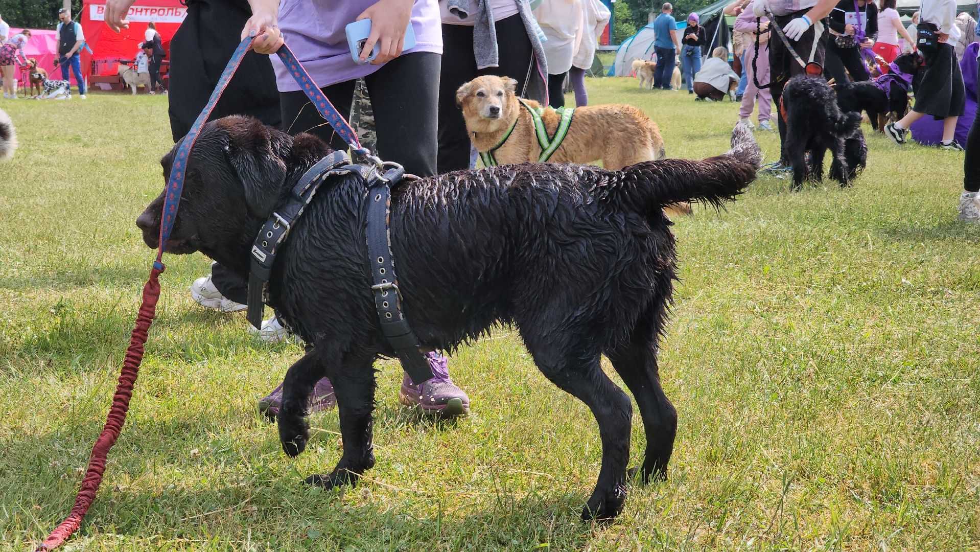 экстремальный забег с собаками, crazy dog race, хвостатый драйв, старая купавна, богородский городской округ,