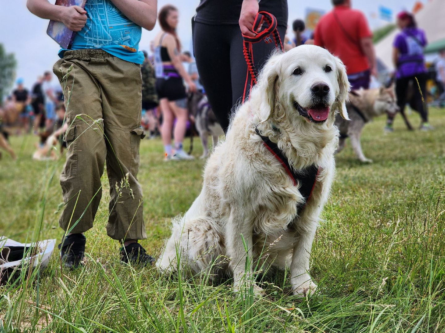 экстремальный забег с собаками, crazy dog race, хвостатый драйв, старая купавна, богородский городской округ,
