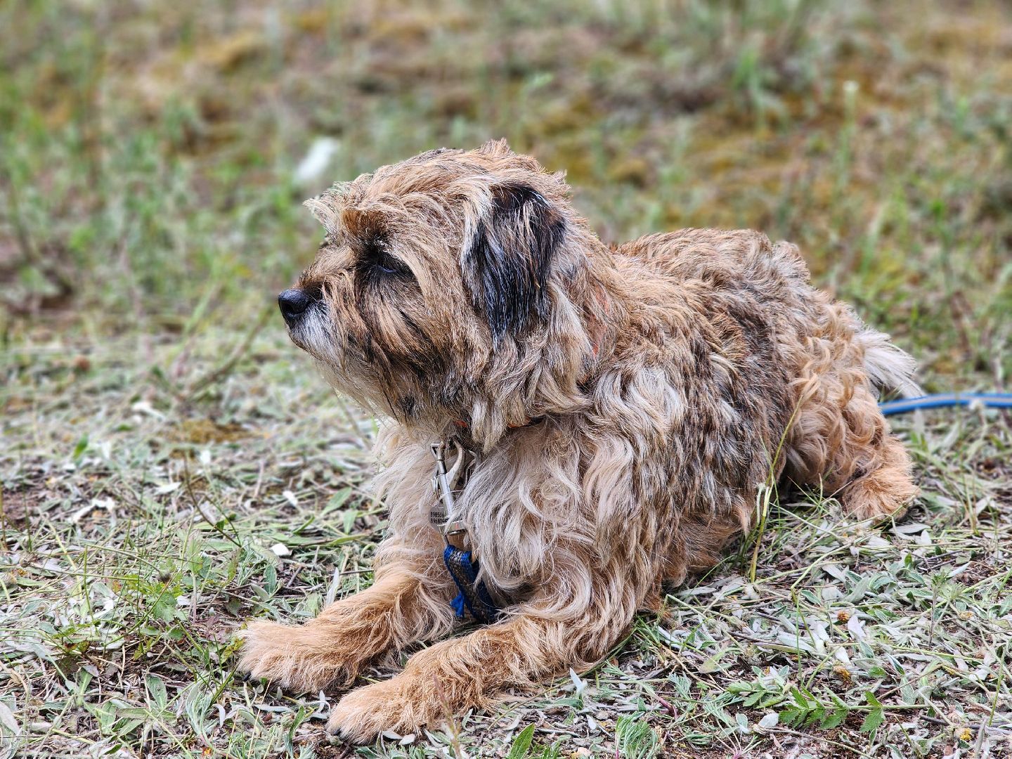 экстремальный забег с собаками, crazy dog race, хвостатый драйв, старая купавна, богородский городской округ,
