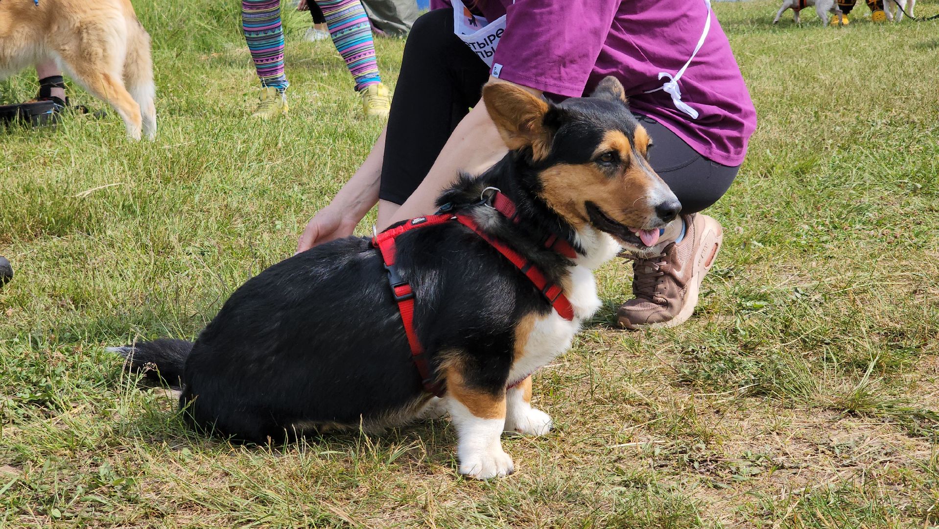 экстремальный забег с собаками, crazy dog race, хвостатый драйв, старая купавна, богородский городской округ,