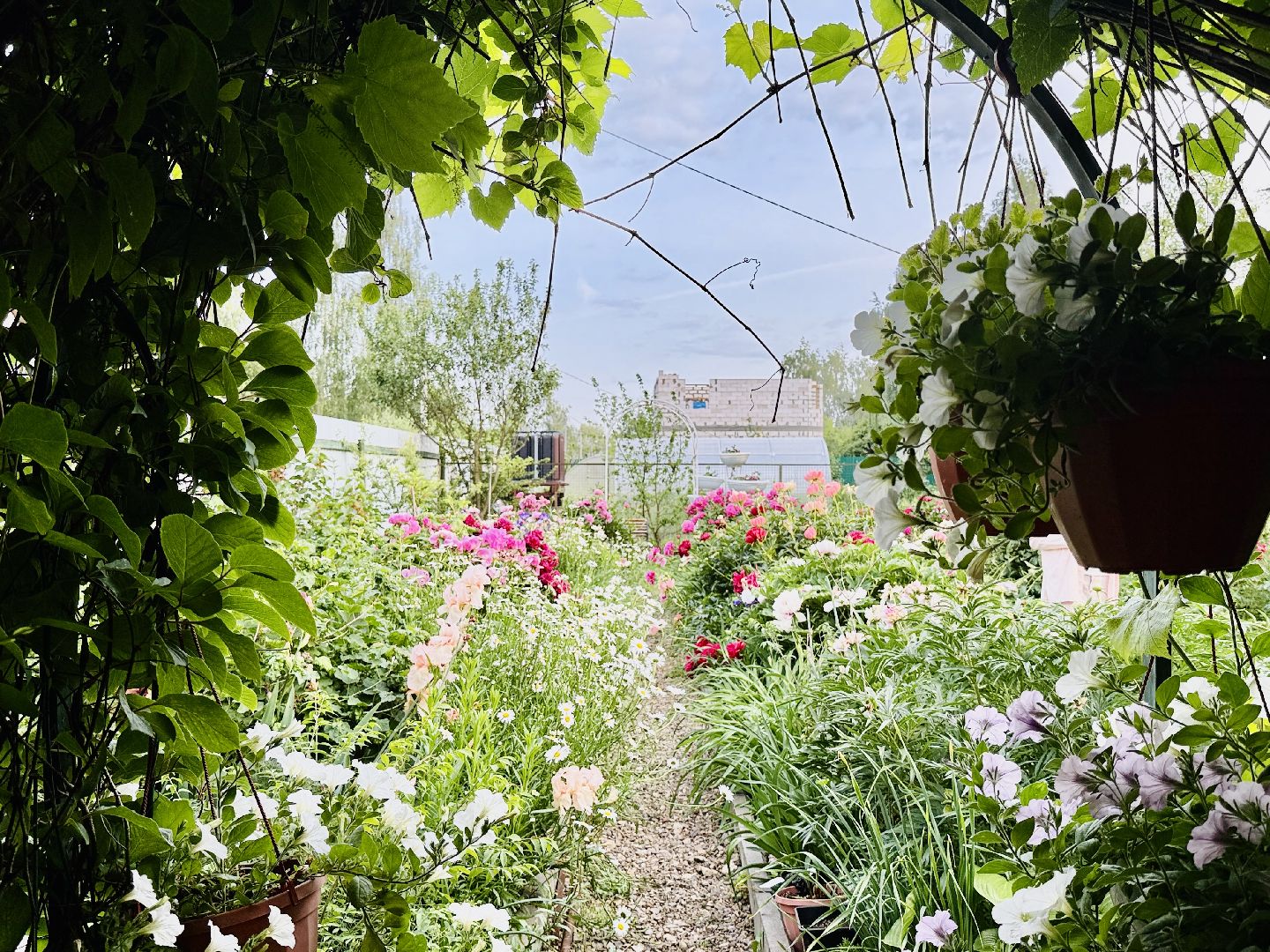 жуковский, раменское, пионы, сад, цветение,