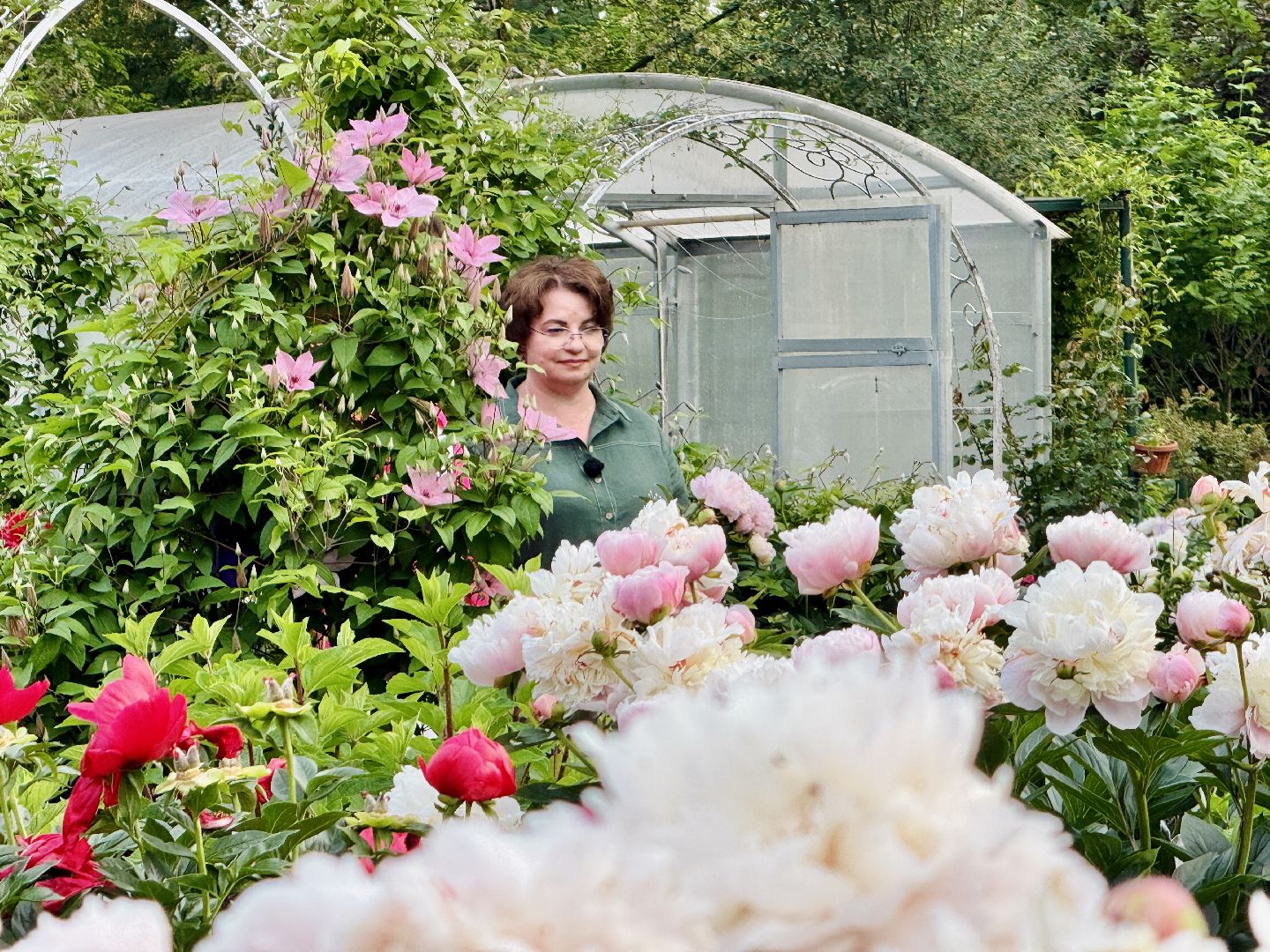 жуковский, раменское, пионы, сад, цветение,