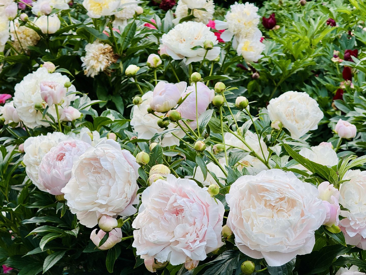 жуковский, раменское, пионы, сад, цветение,