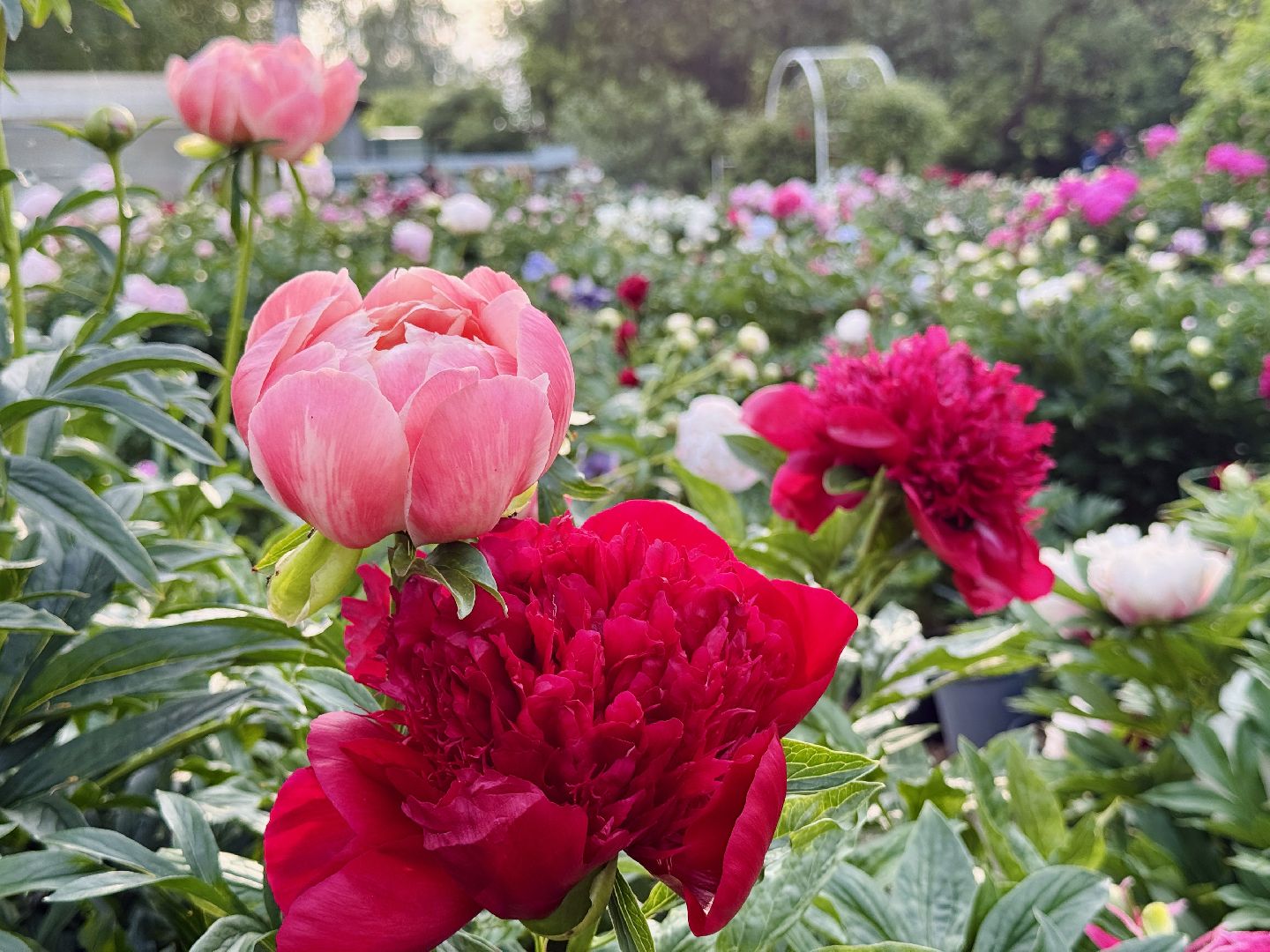 жуковский, раменское, пионы, сад, цветение,