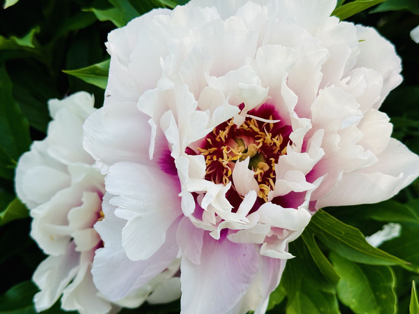 жуковский, раменское, пионы, сад, цветение,