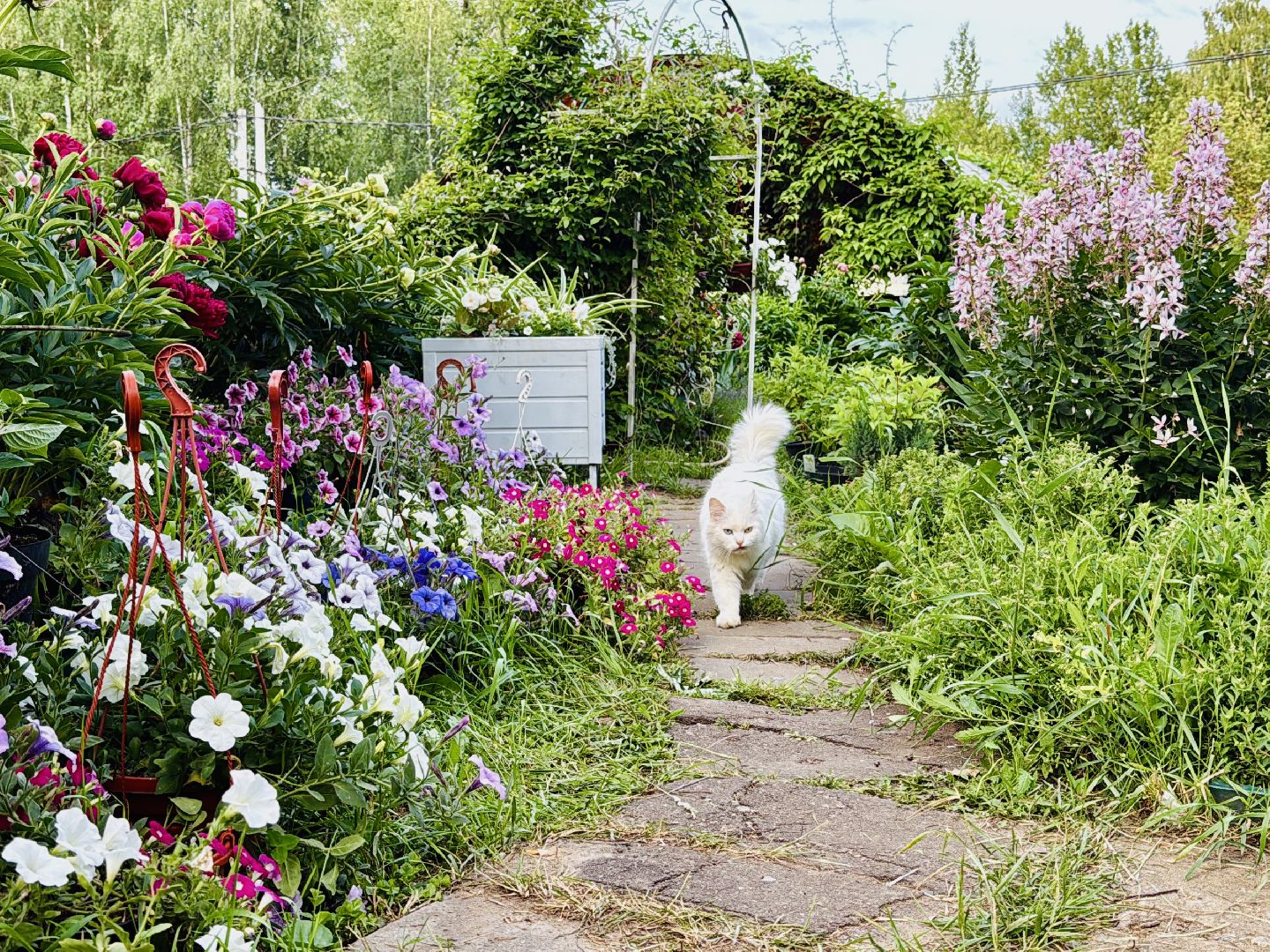 жуковский, раменское, пионы, сад, цветение,