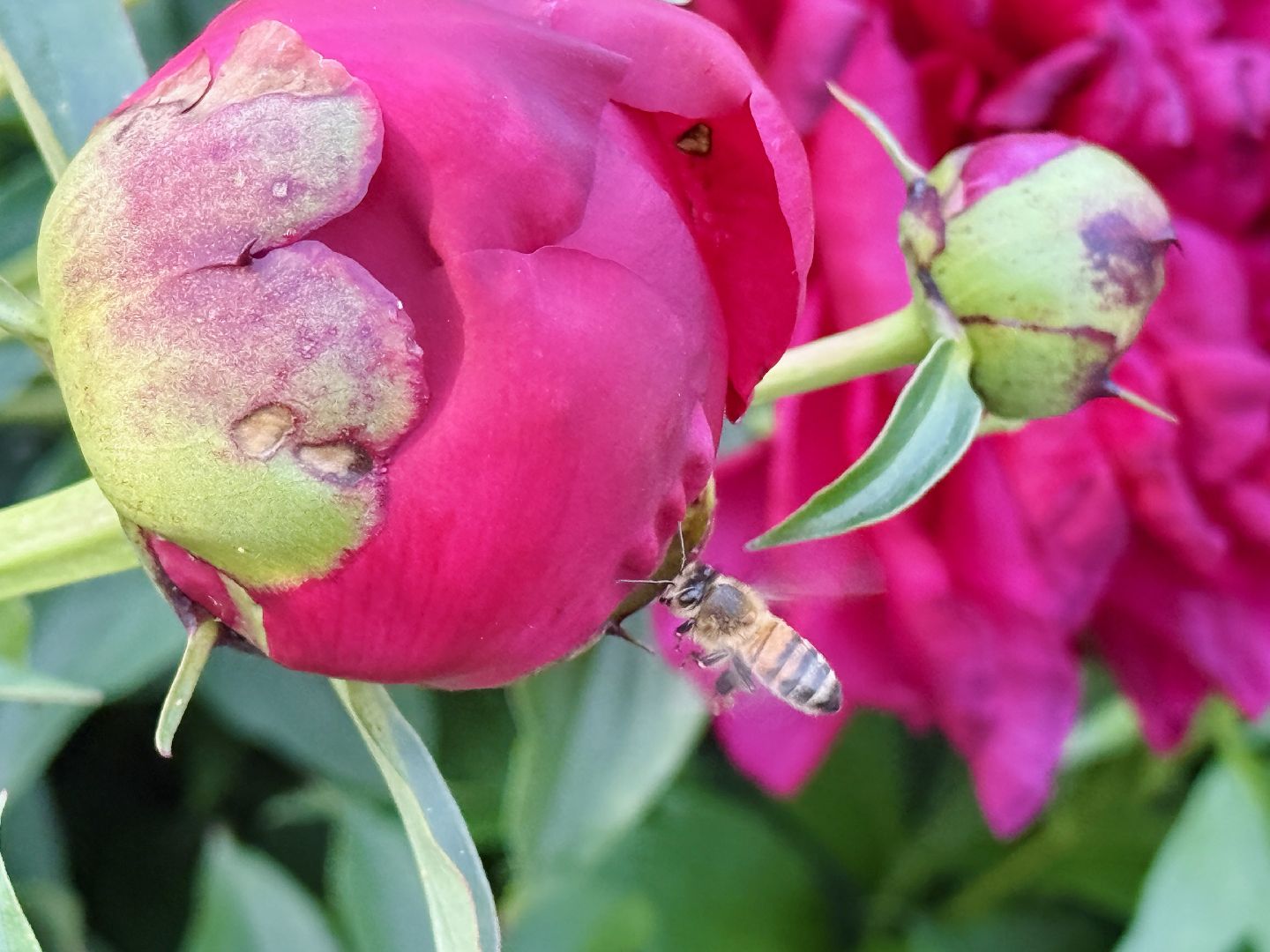 жуковский, раменское, пионы, сад, цветение,