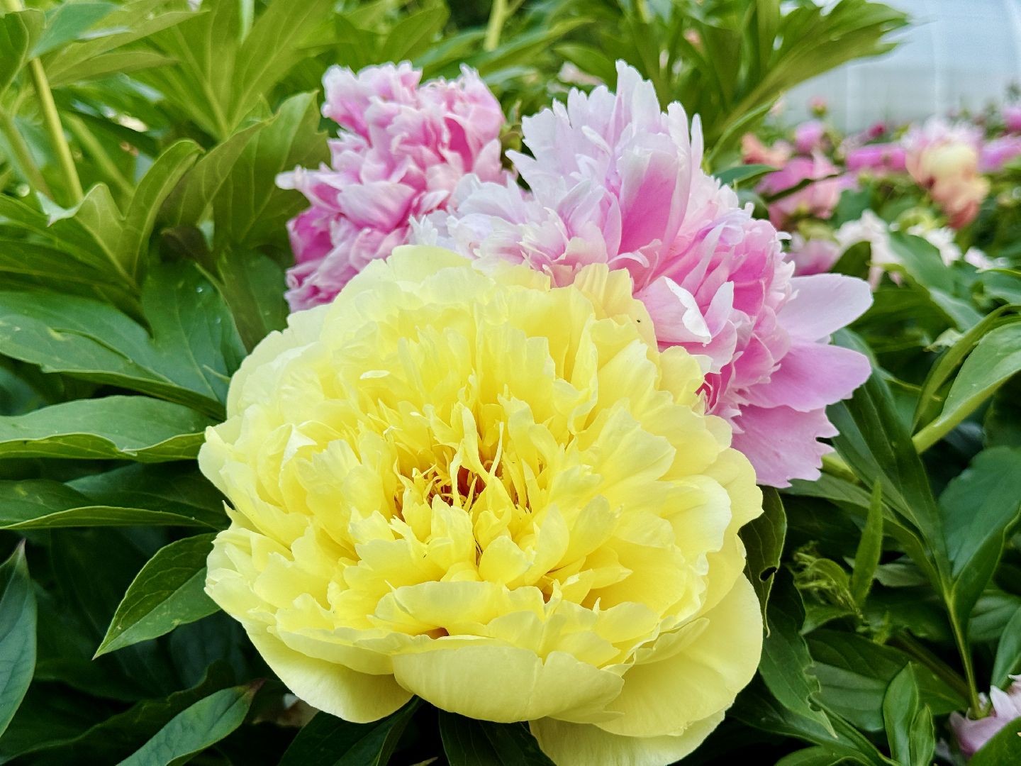 жуковский, раменское, пионы, сад, цветение,