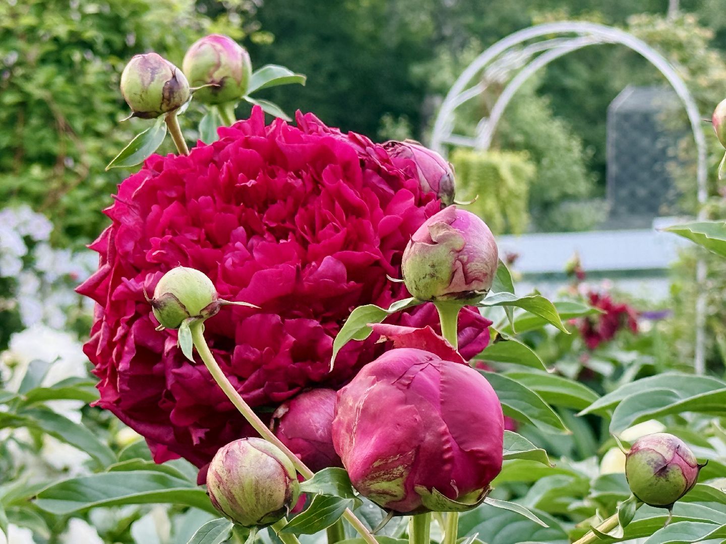 жуковский, раменское, пионы, сад, цветение,