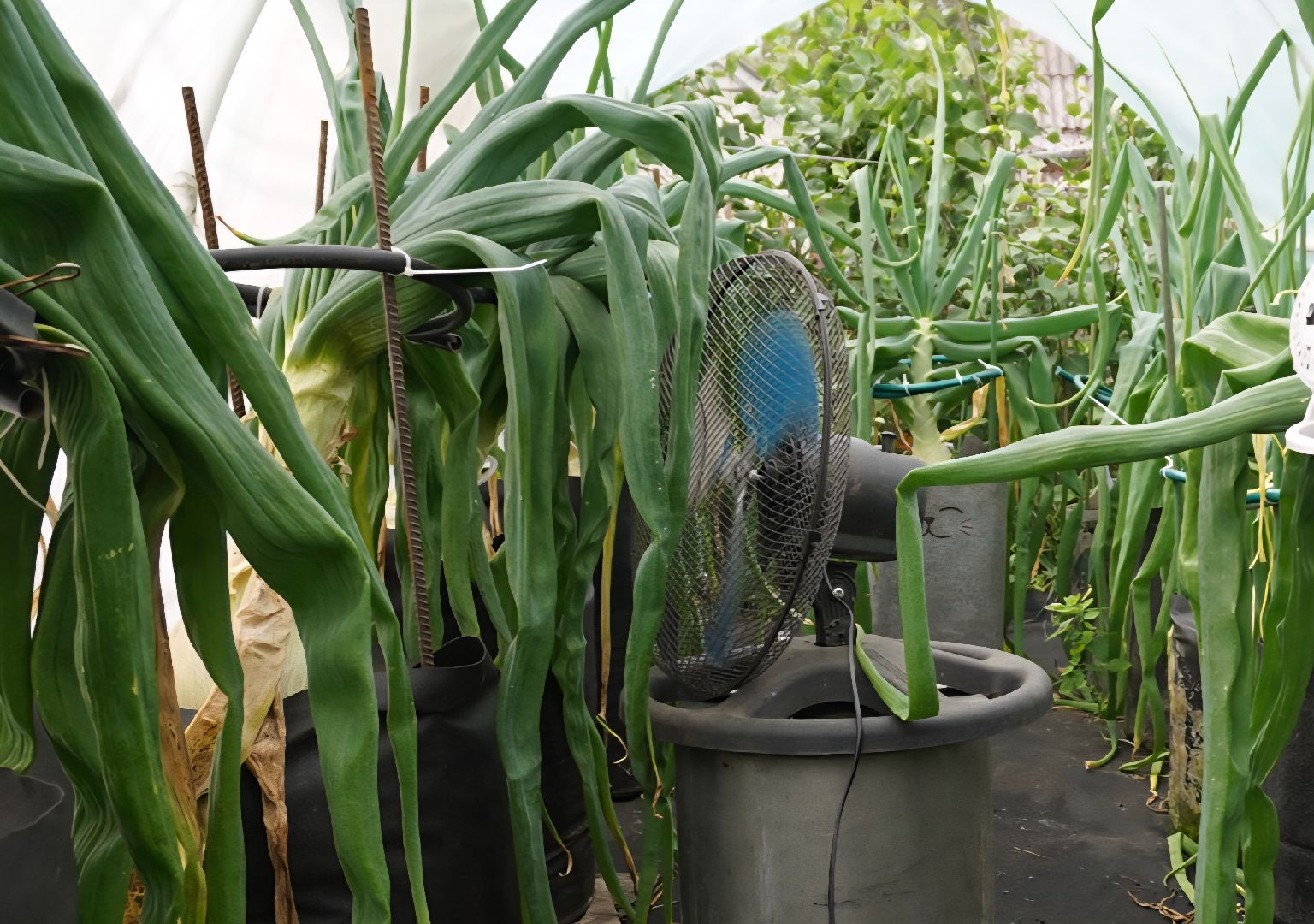 Электрогорск, лук, рекорл,