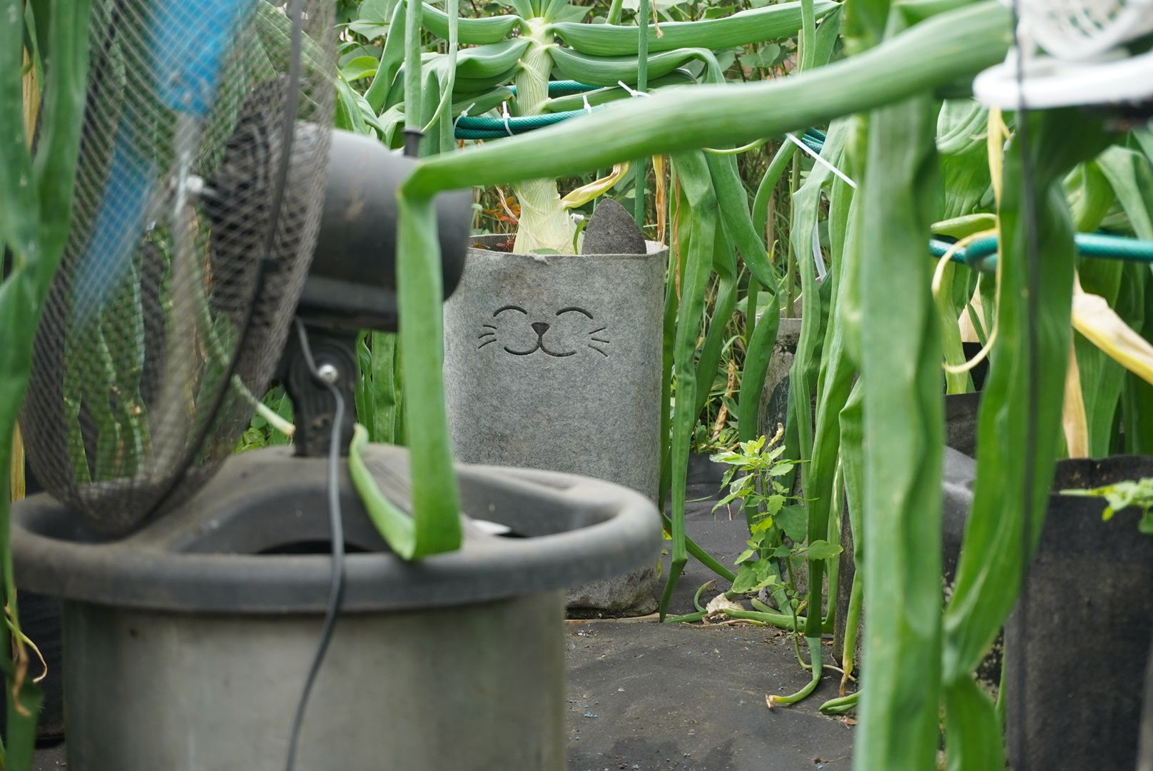 Электрогорск, лук, рекорл,