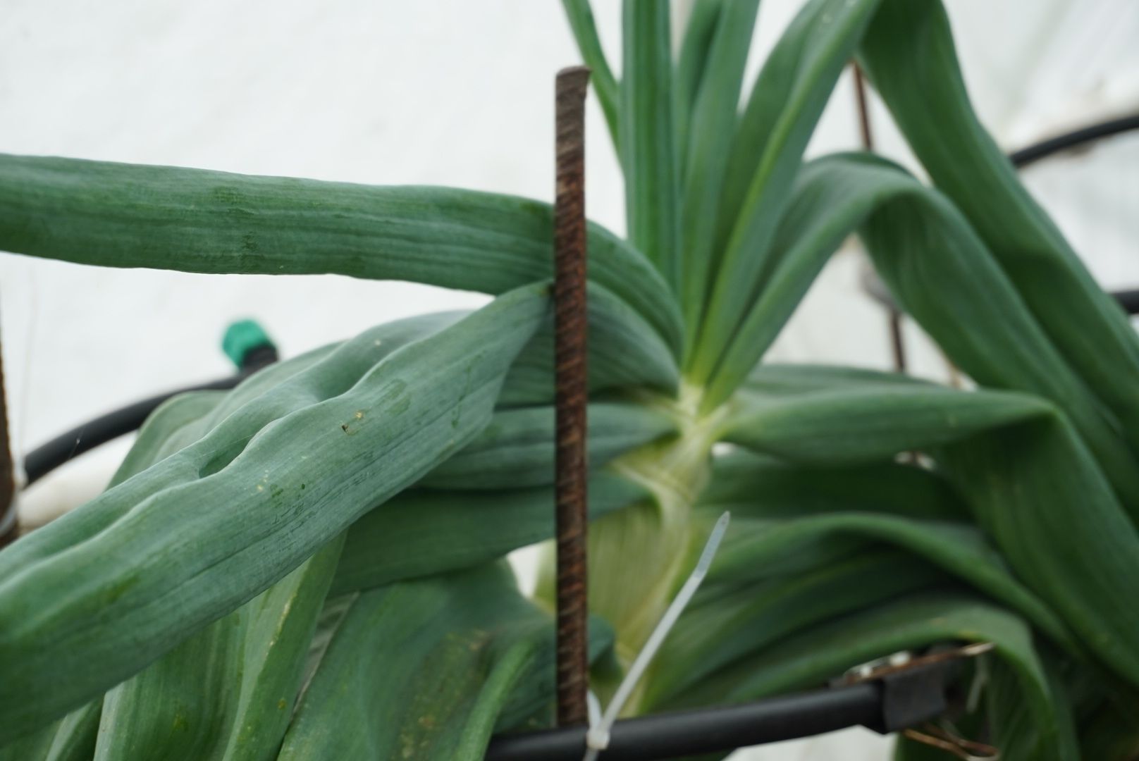 Электрогорск, лук, рекорл,