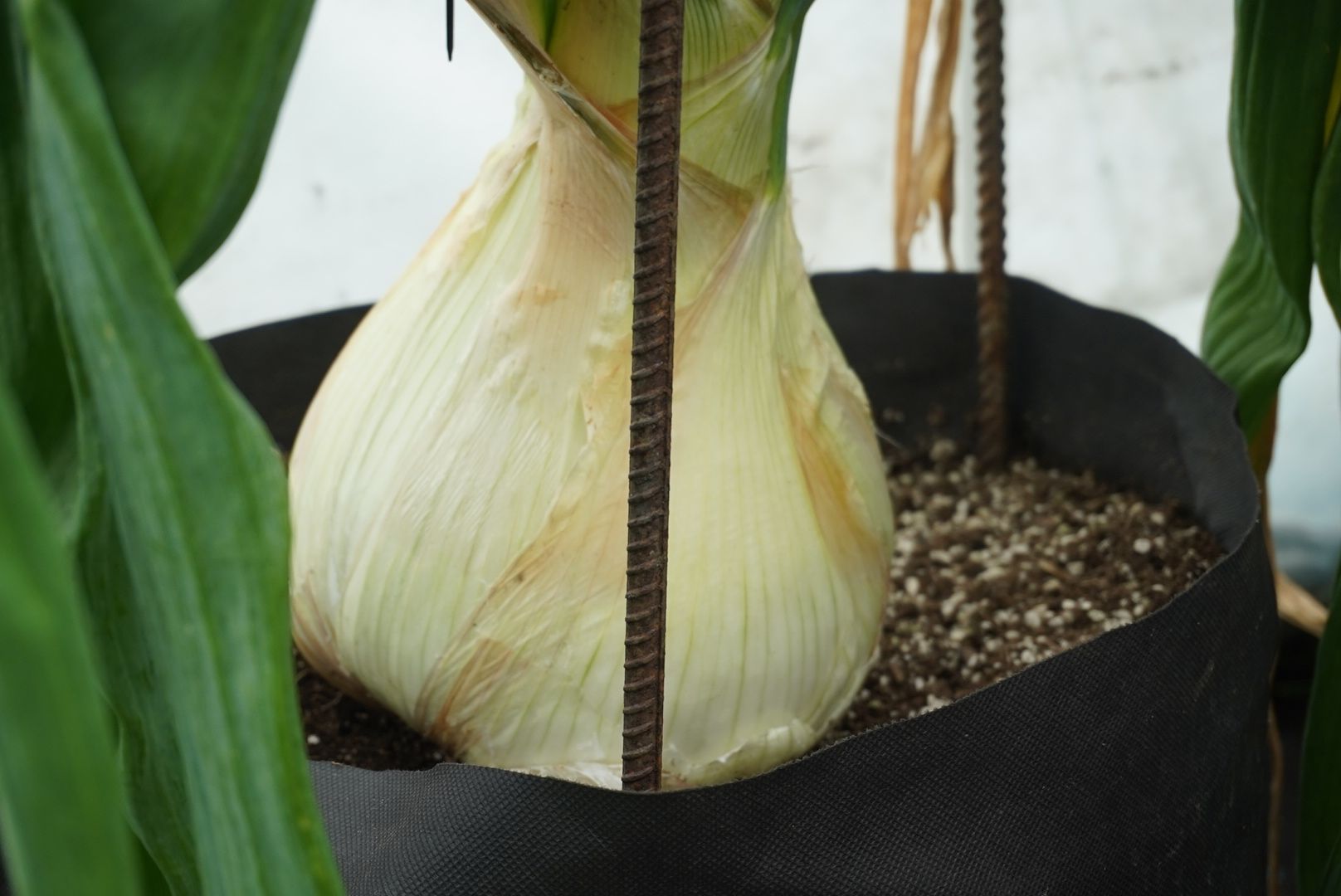 Электрогорск, лук, рекорл,