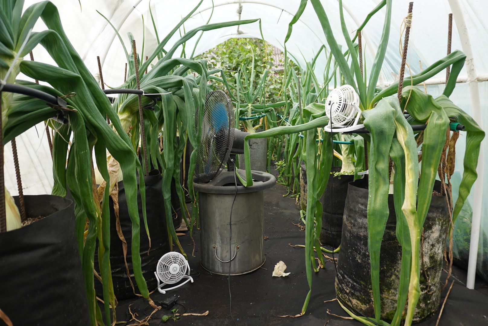 Электрогорск, лук, рекорл,